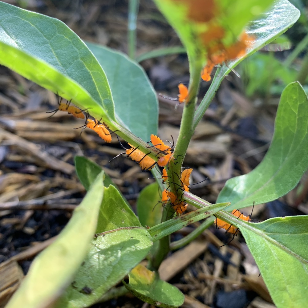 orange nymphs of what bug?