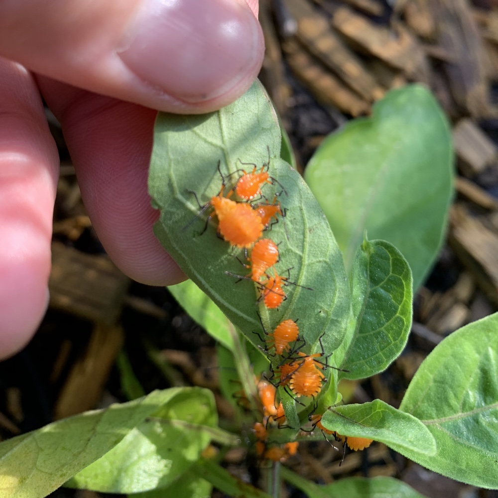 Need Help Identifying Mysterious Orange Garden&nbsp;Bugs