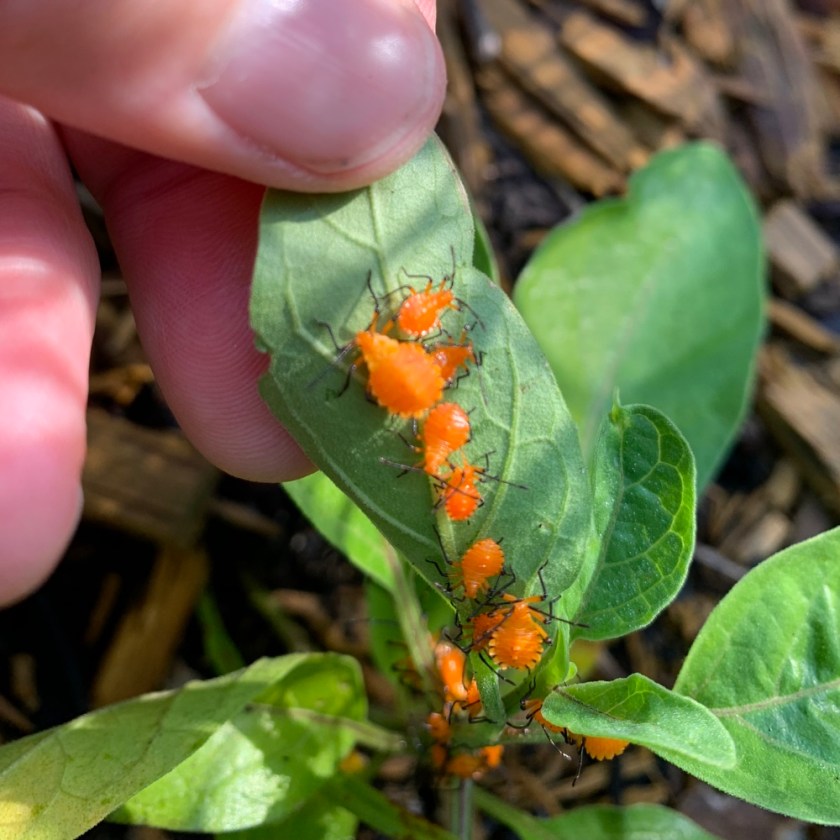 orange nymphs underside of leaf