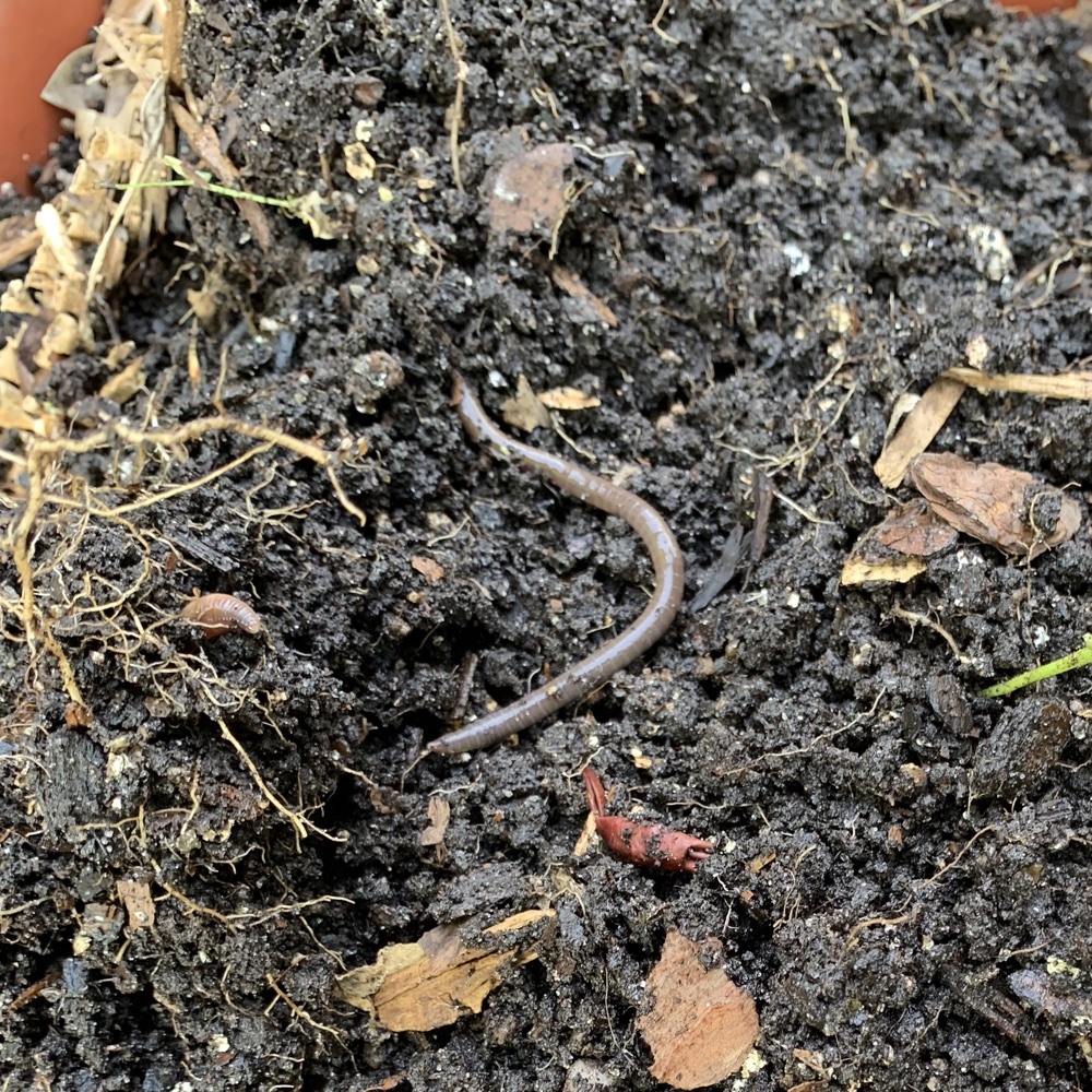 earthworm in dirt