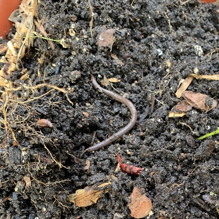 earthworm in dirt