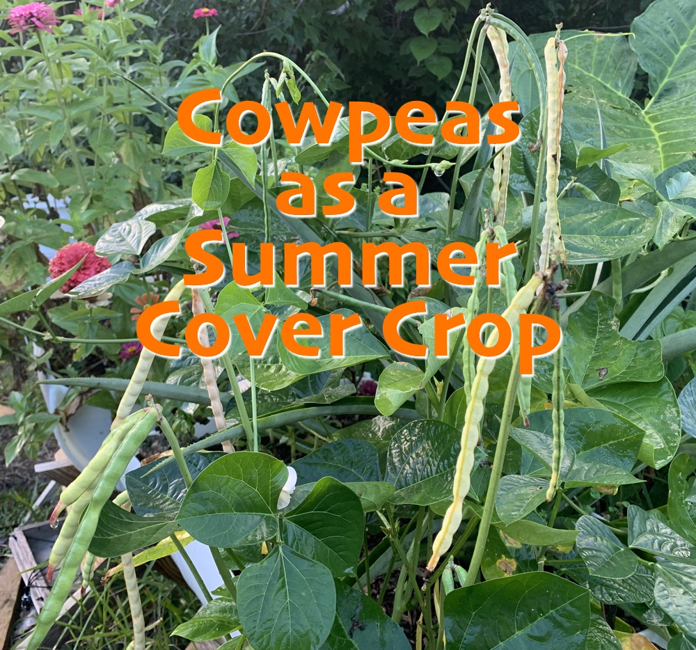 cowpeas cover crop