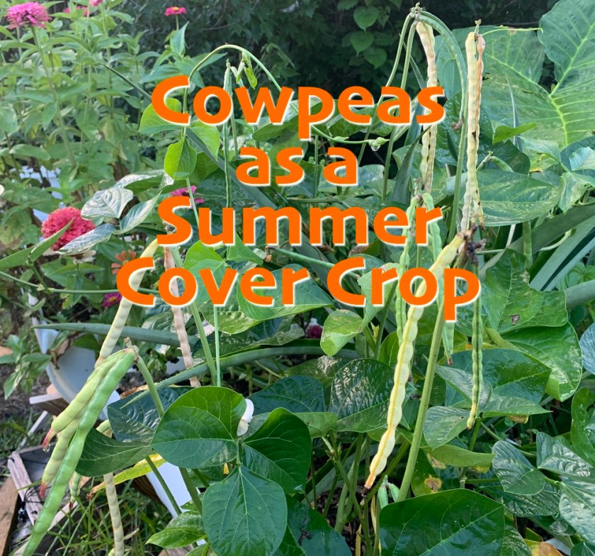 cowpeas cover crop