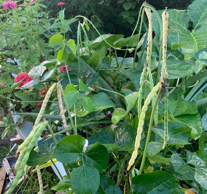 cowpea pods on the plant