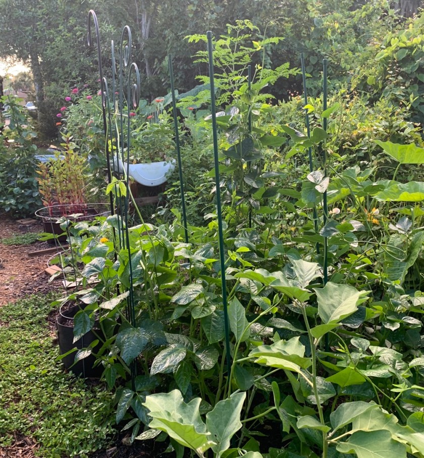 poles up for cowpeas