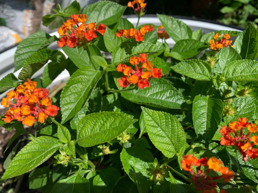 lantana