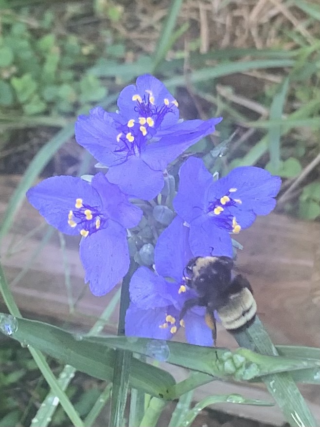 Spiderwort weed is a pretty blue