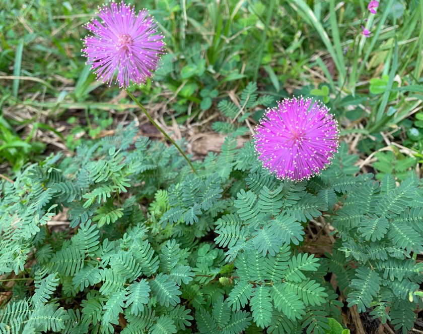 Sunshine Mimosa ground cover with powderpuff pink flowers