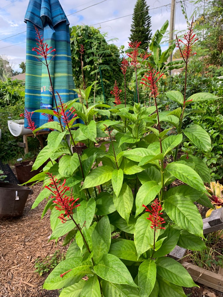 Firespike with tall red flowers
