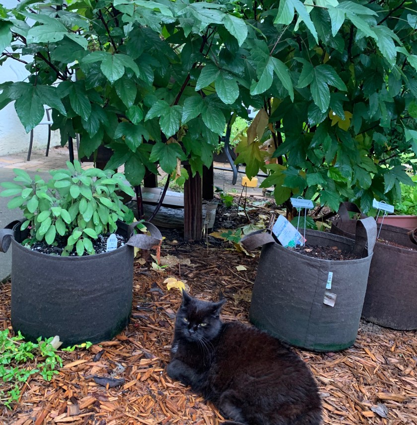 Roselle hibiscus bushes