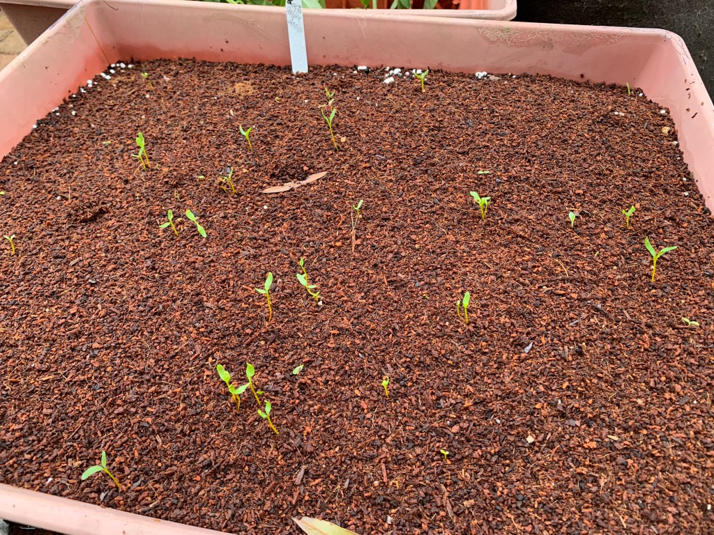beets growing in a box