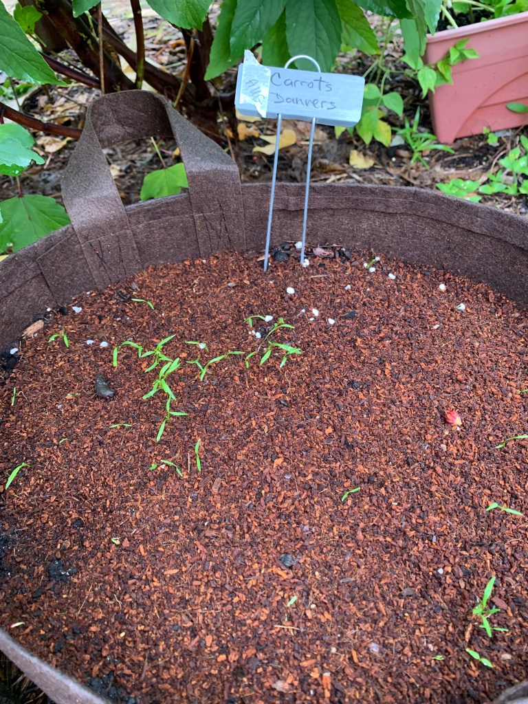 Danvers carrots growing from seed in a fabric bag