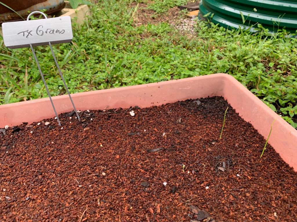 Texas grano onion seeds planted