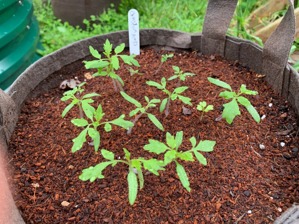 Cherry tomatoes growing from seed.