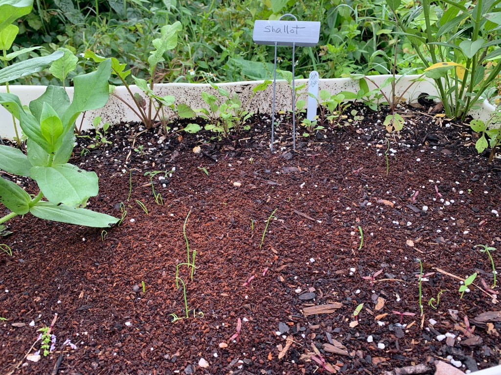 Shallots growing from seed