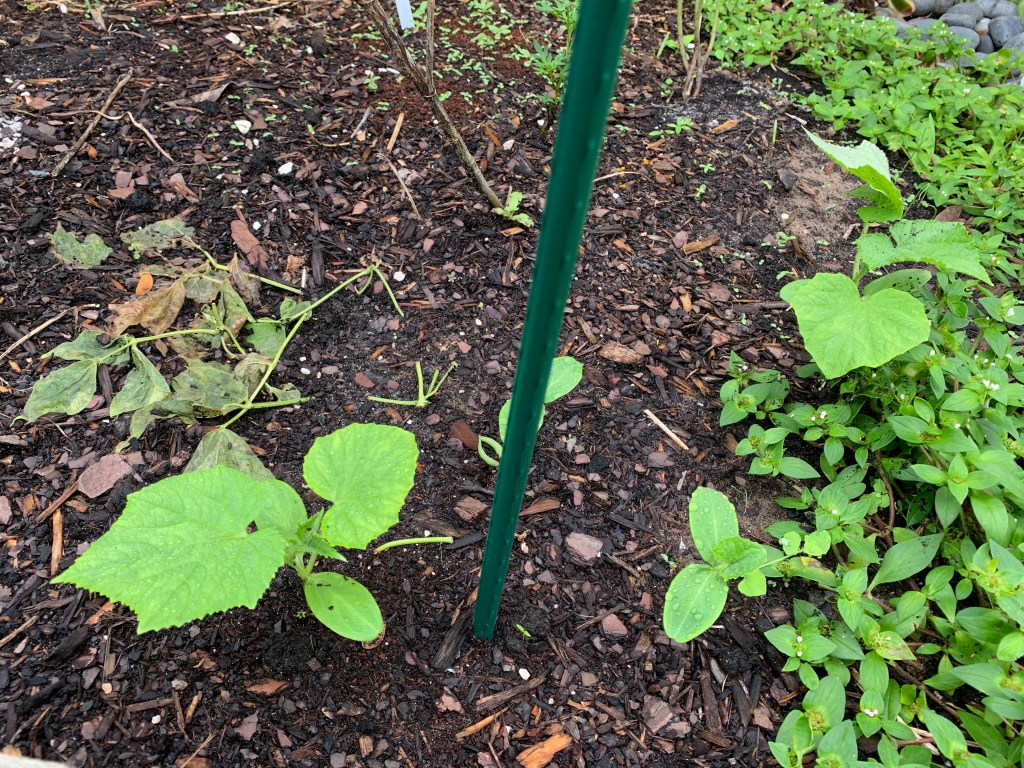 Cucumber planted in the ground