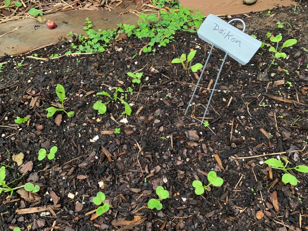 Daikon radish seedlings