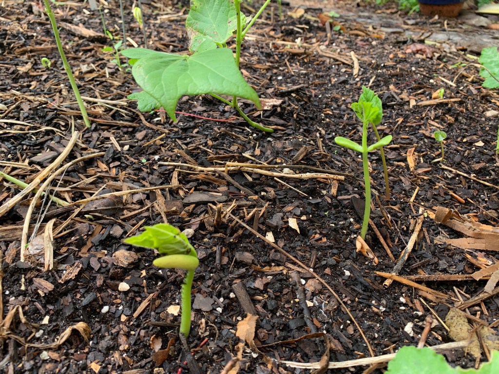 Contender green beans sprouting
