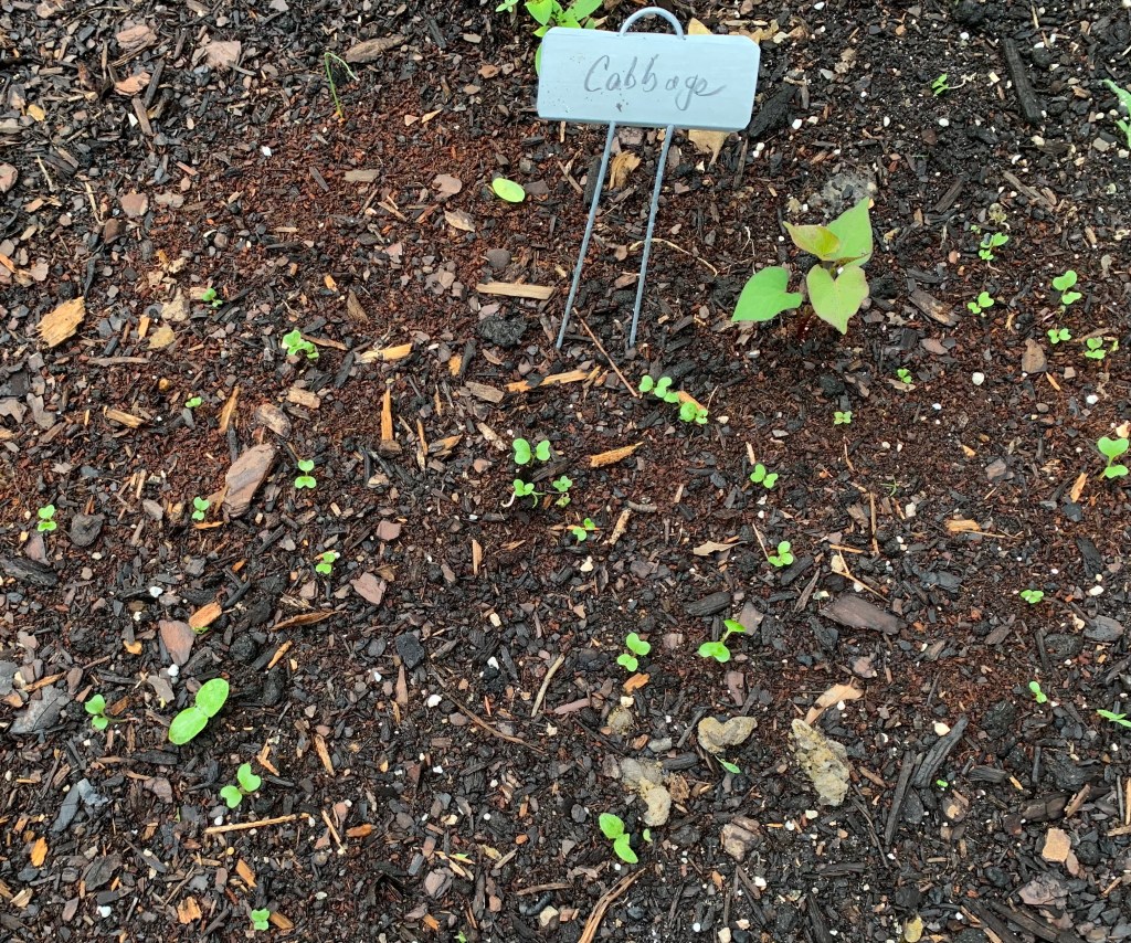 Cabbage from seeds.