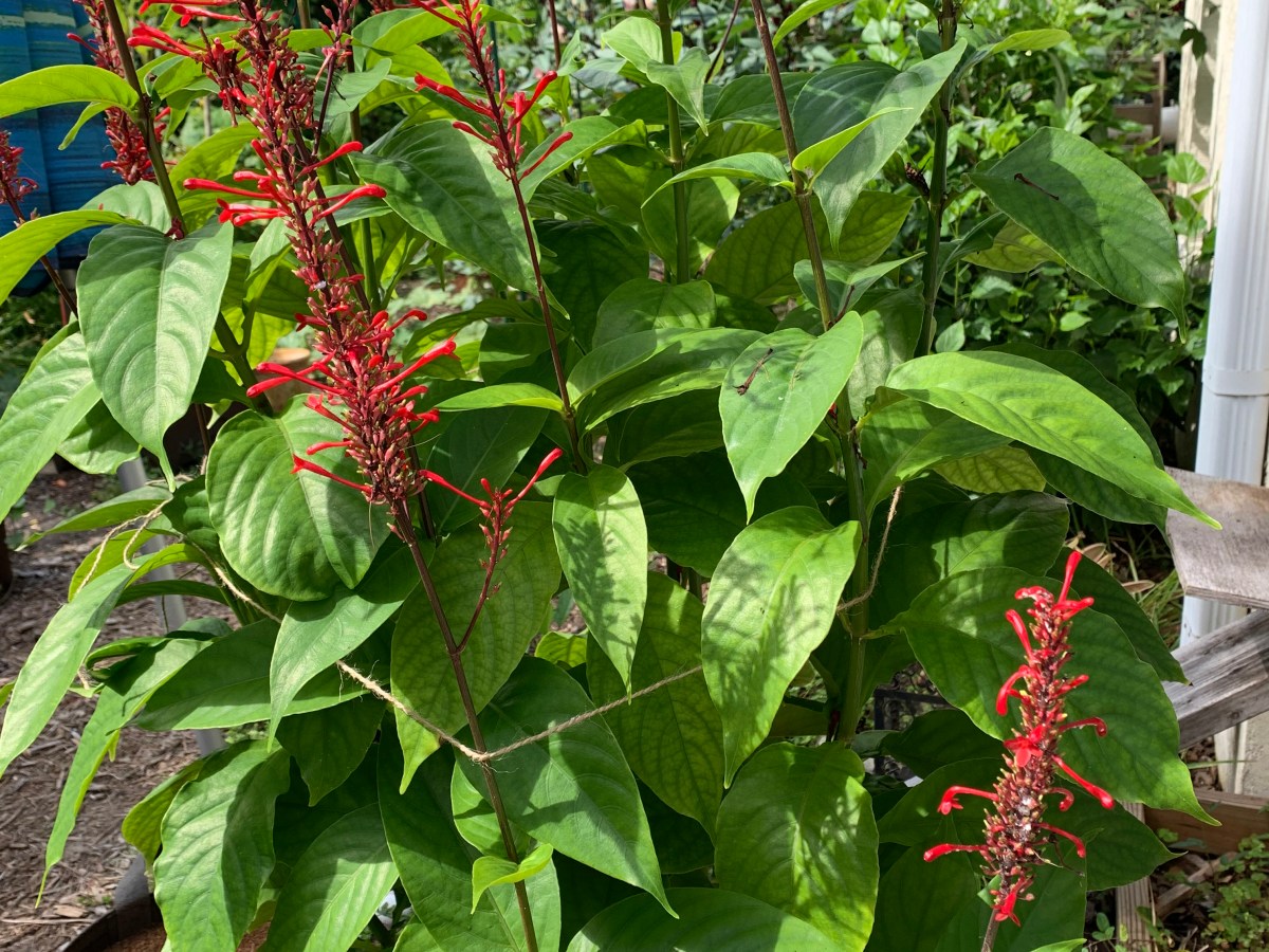 Garden Readiness For Hurricane&nbsp;Wind