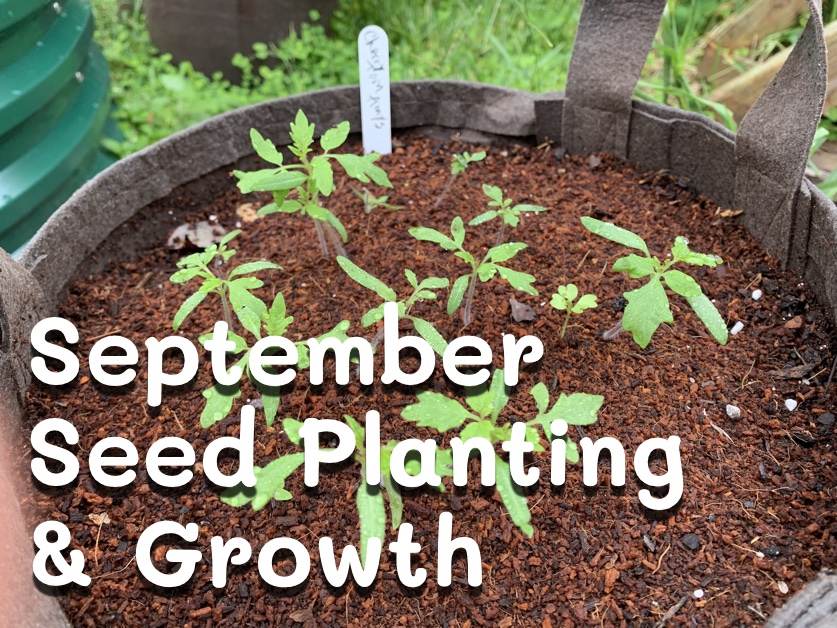 Experimenting in September With Vegetable Seed&nbsp;Planting