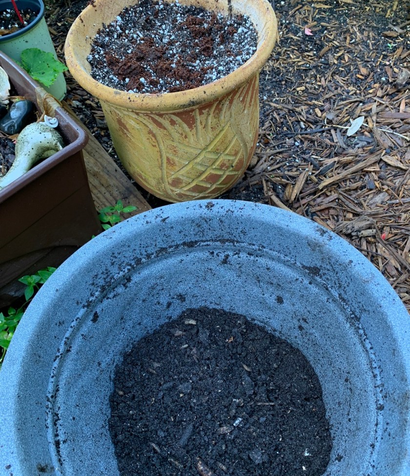 potting sweet potato slip