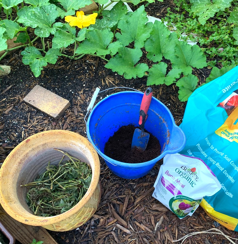 potting sweet potato slip