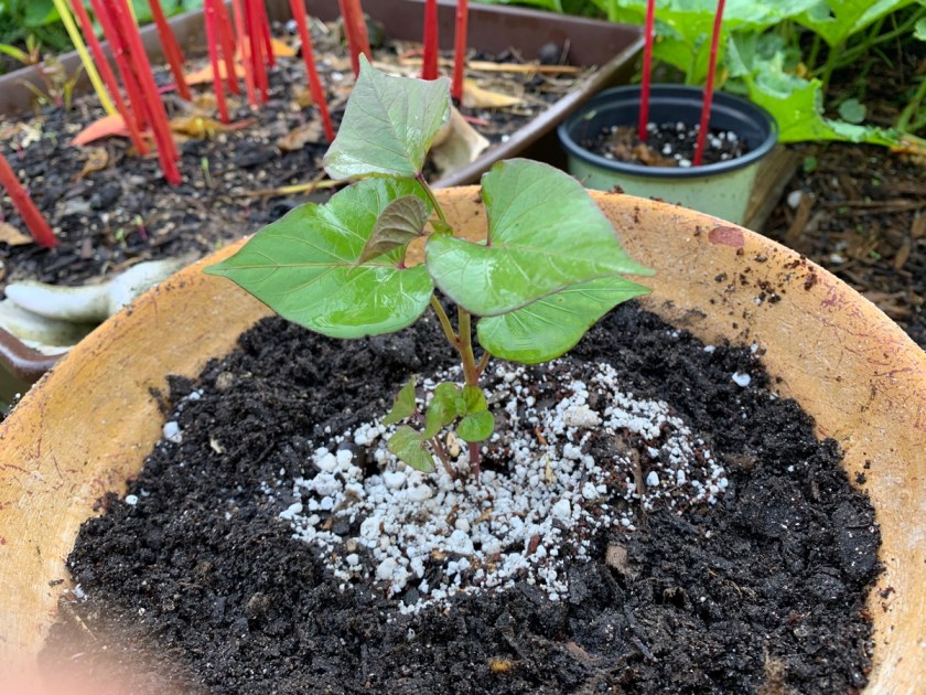 potting sweet potato slip