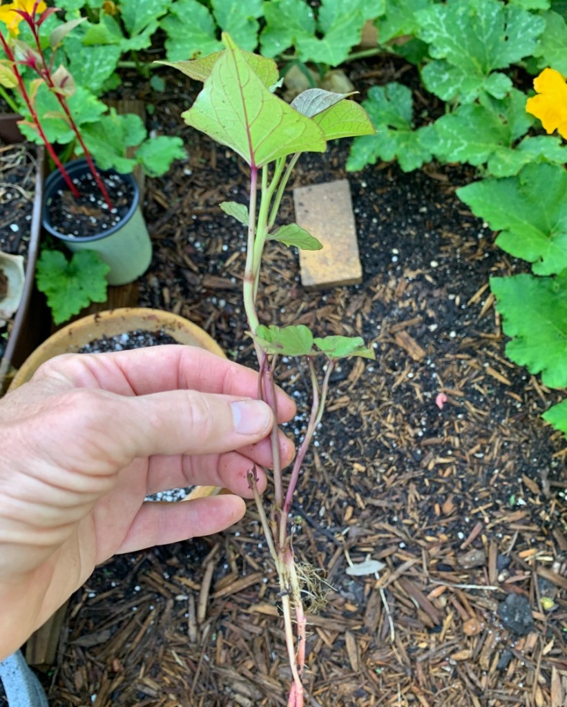 sweet potato slip with roots