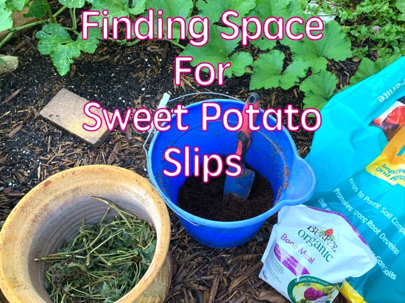 Sweet Potato Slips Keep Showing&nbsp;Up