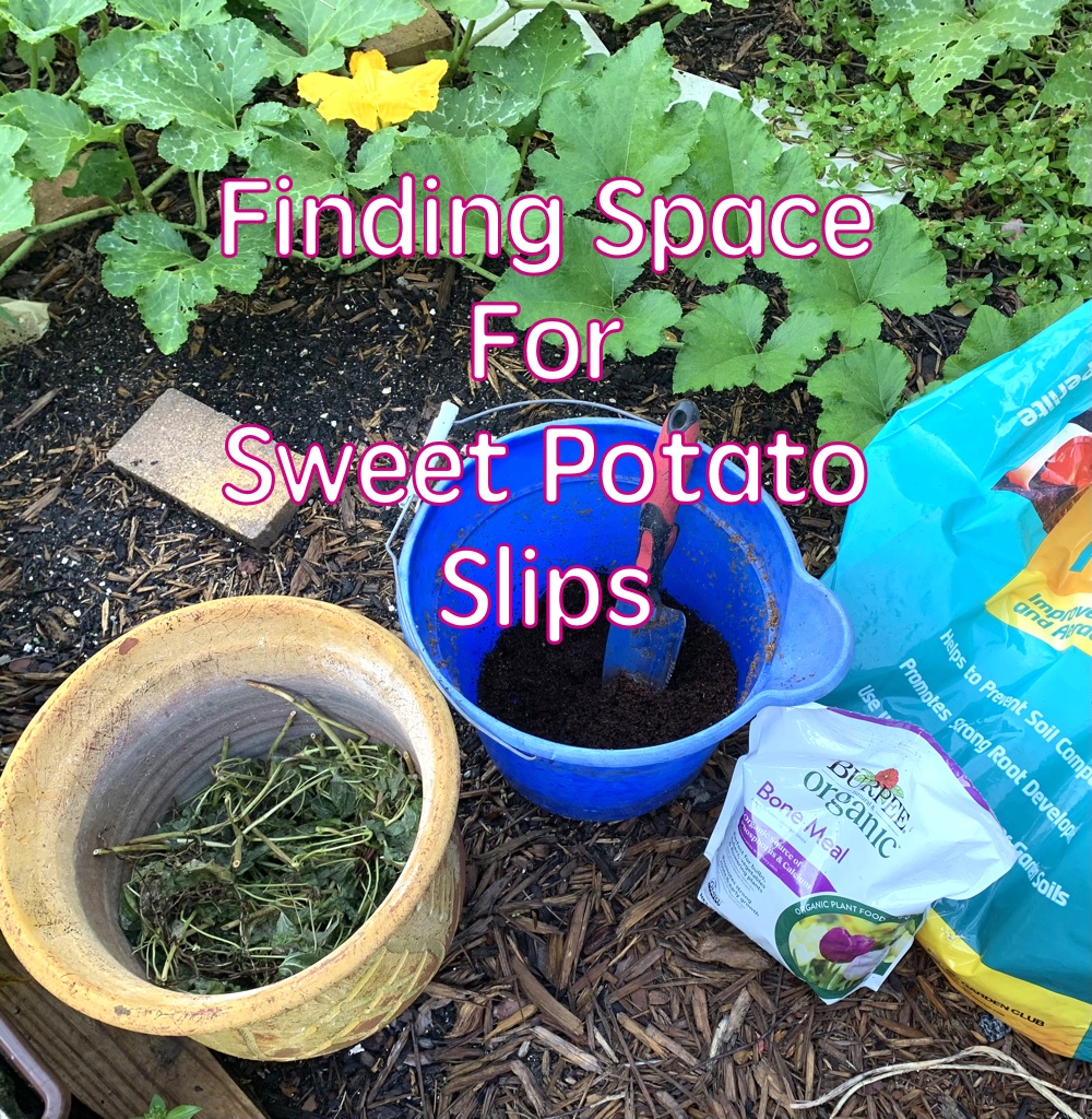 Sweet Potato Slips Keep Showing&nbsp;Up