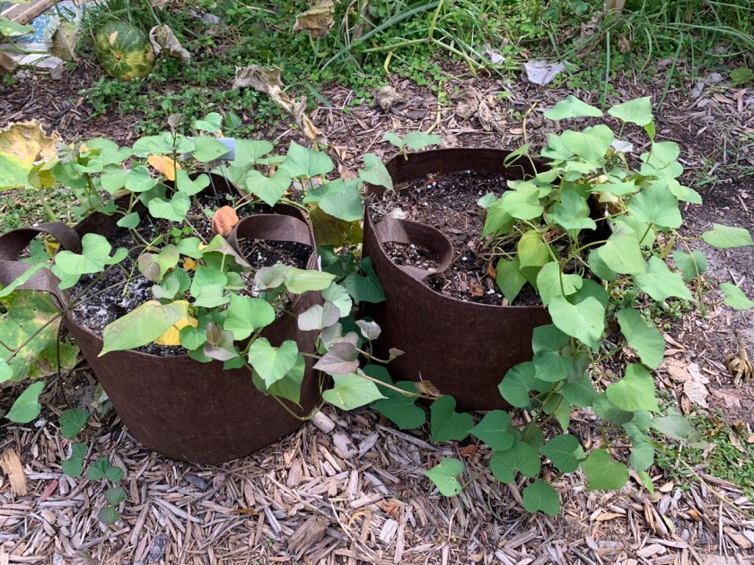 sweet potatoes growing in fabric bags