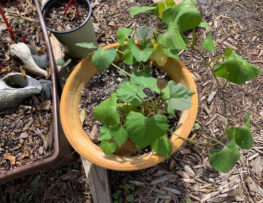 sweet potato in pot