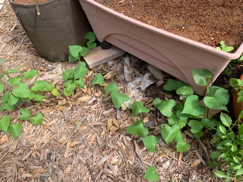 random sweet potato vines