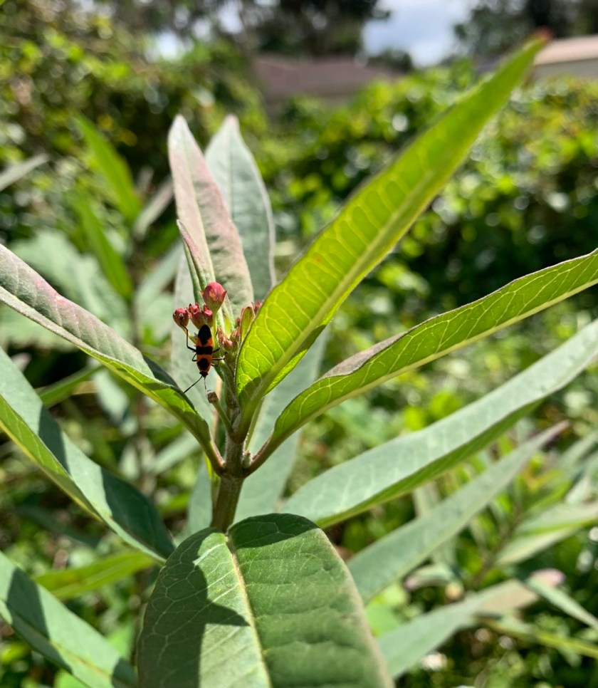 tropical milkweed
