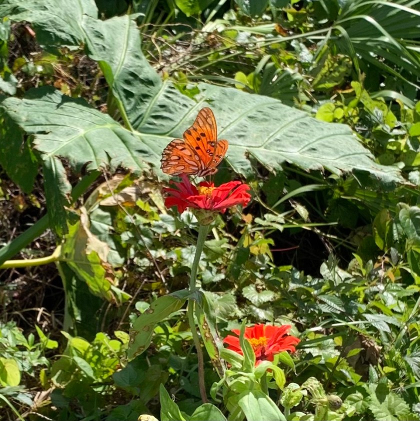 orange butterfly
