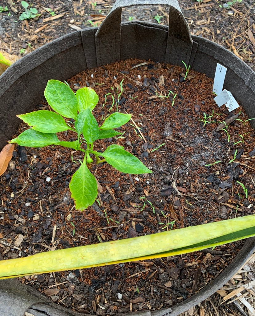 bell pepper and carrot seedlings