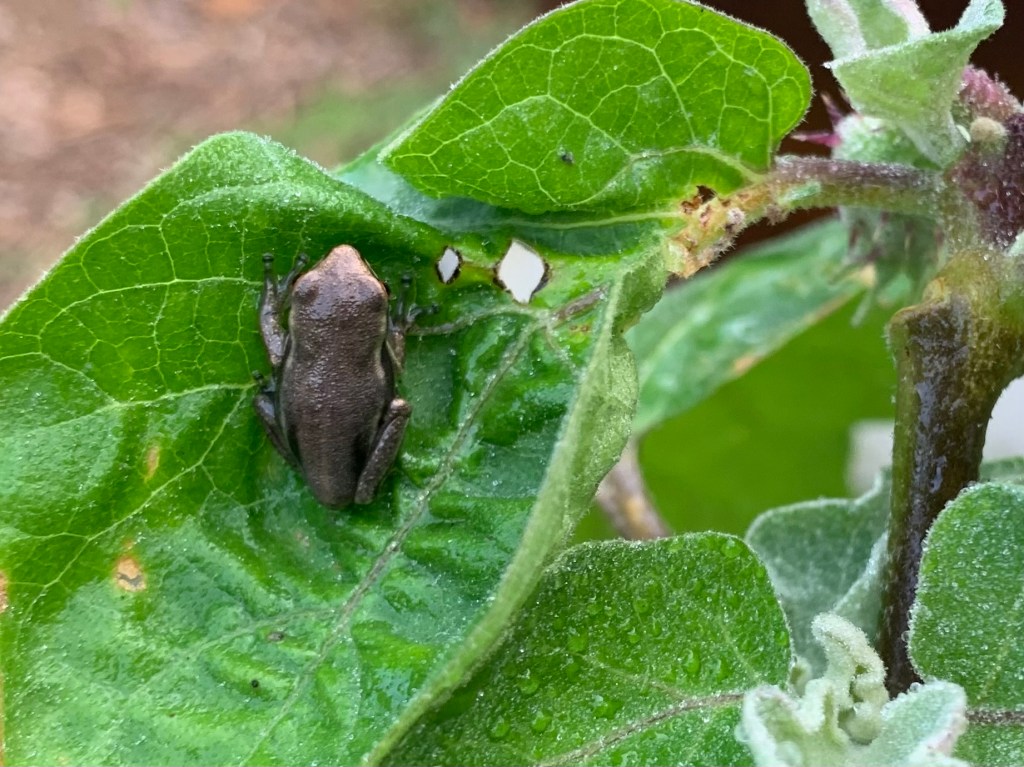 frog on eggplant