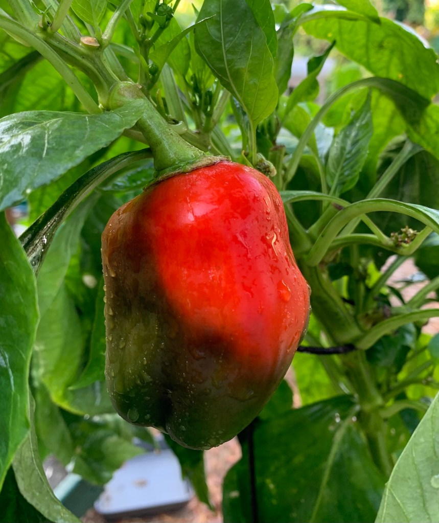 bell pepper