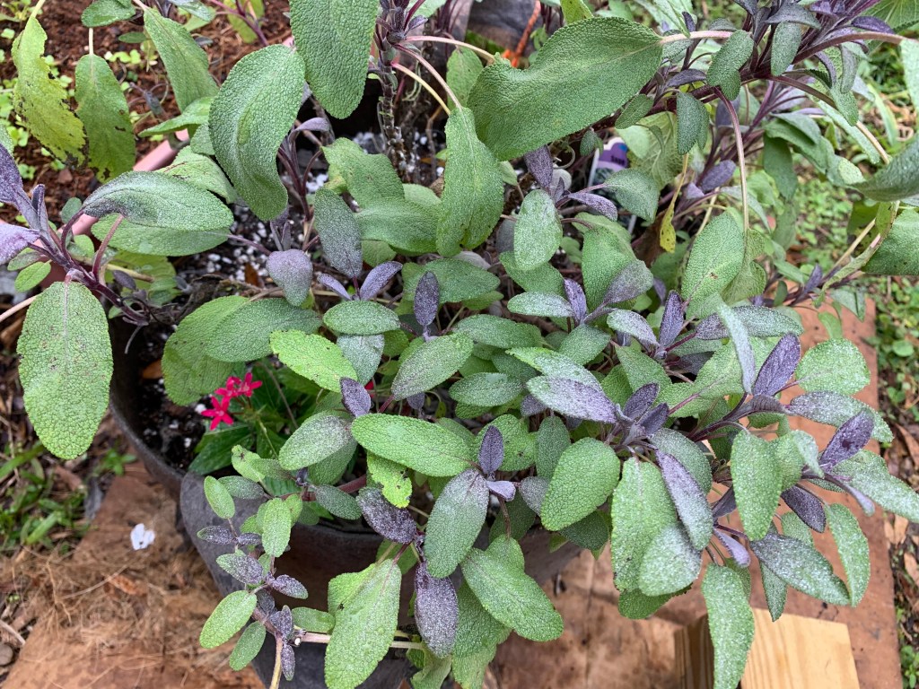 purple sage