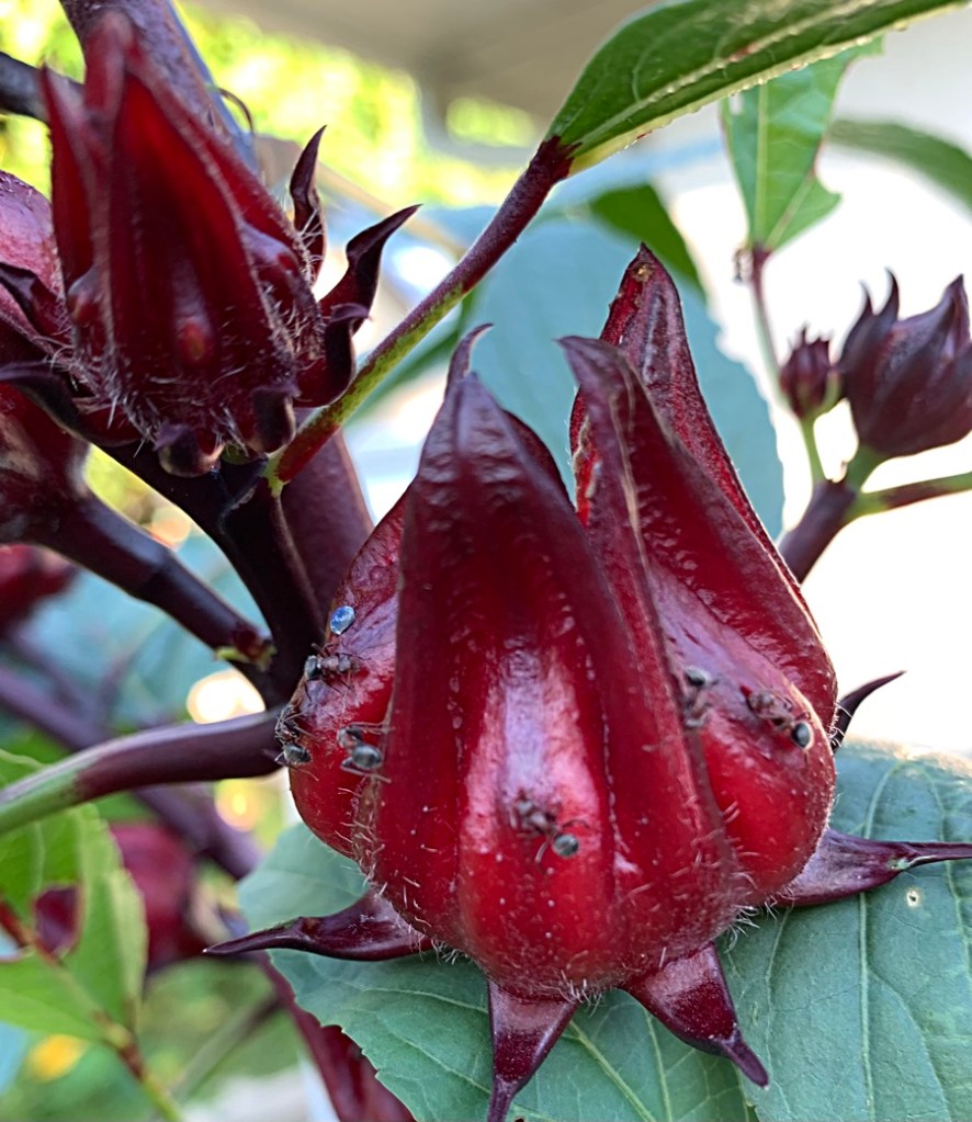Roselle Hibiscus calyx covered in ants.