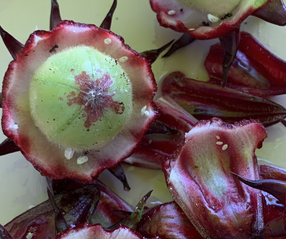 Pros and Cons of Roselle Hibiscus&nbsp;Gardening