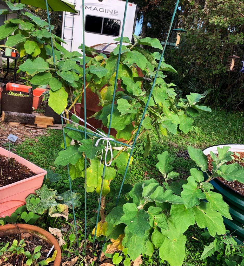Eggplant shrub tied up from Hurricane winds