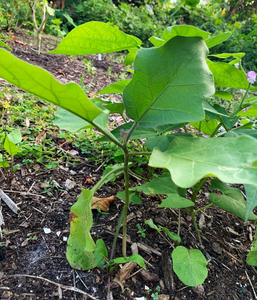 Little eggplant growing in the garden