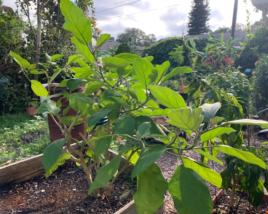 Eggplant plant