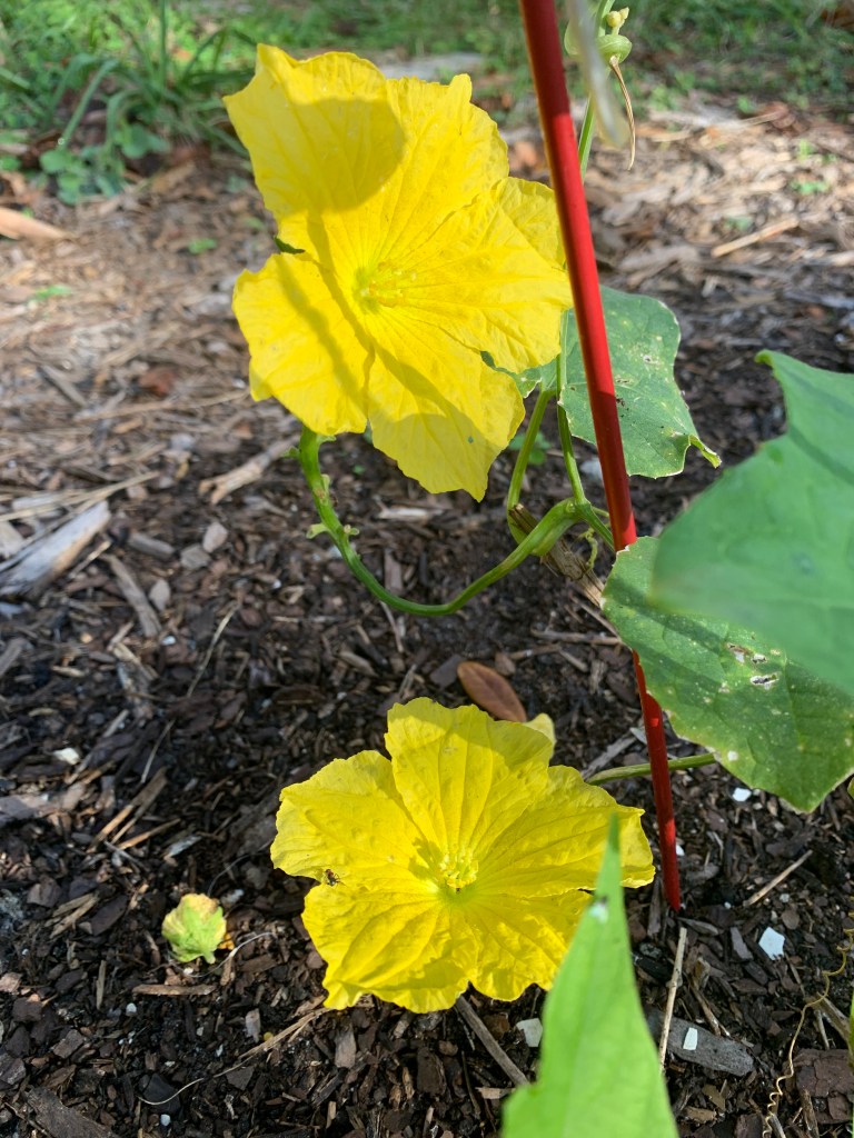 Luffa yellow flowers