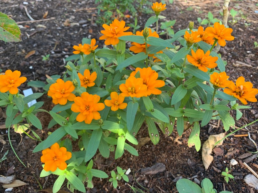 Zinnia orange flowers