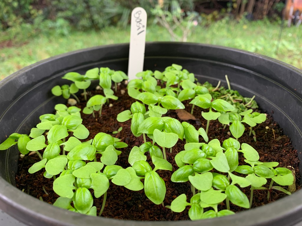 Basil seedlings