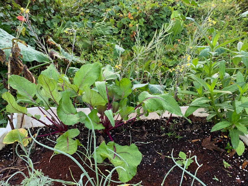 hont sai flowering broccoli