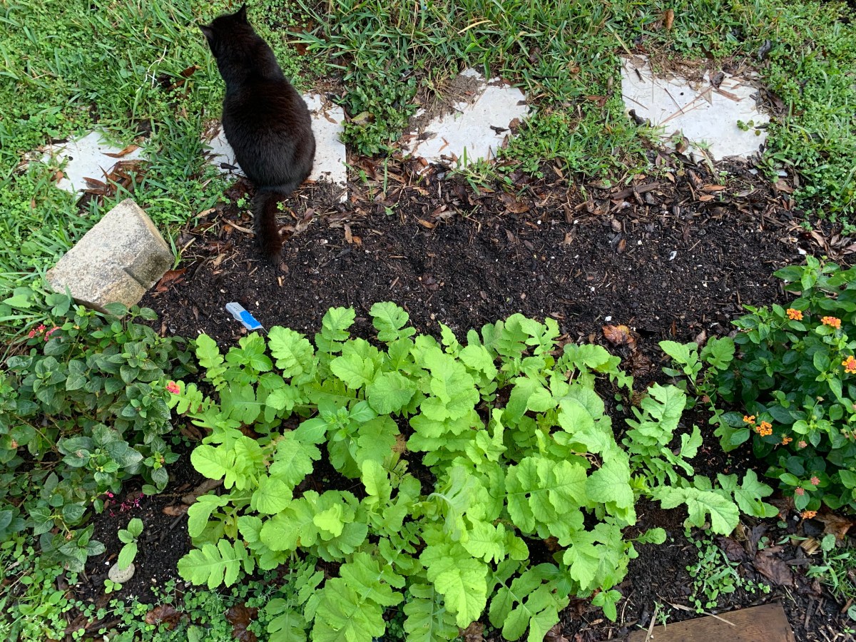 Navigating Challenges in Florida Vegetable&nbsp;Gardening